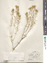 Chrysothamnus viscidiflorus image