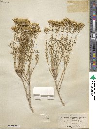 Chrysothamnus viscidiflorus image