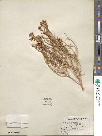 Chrysothamnus viscidiflorus subsp. viscidiflorus image