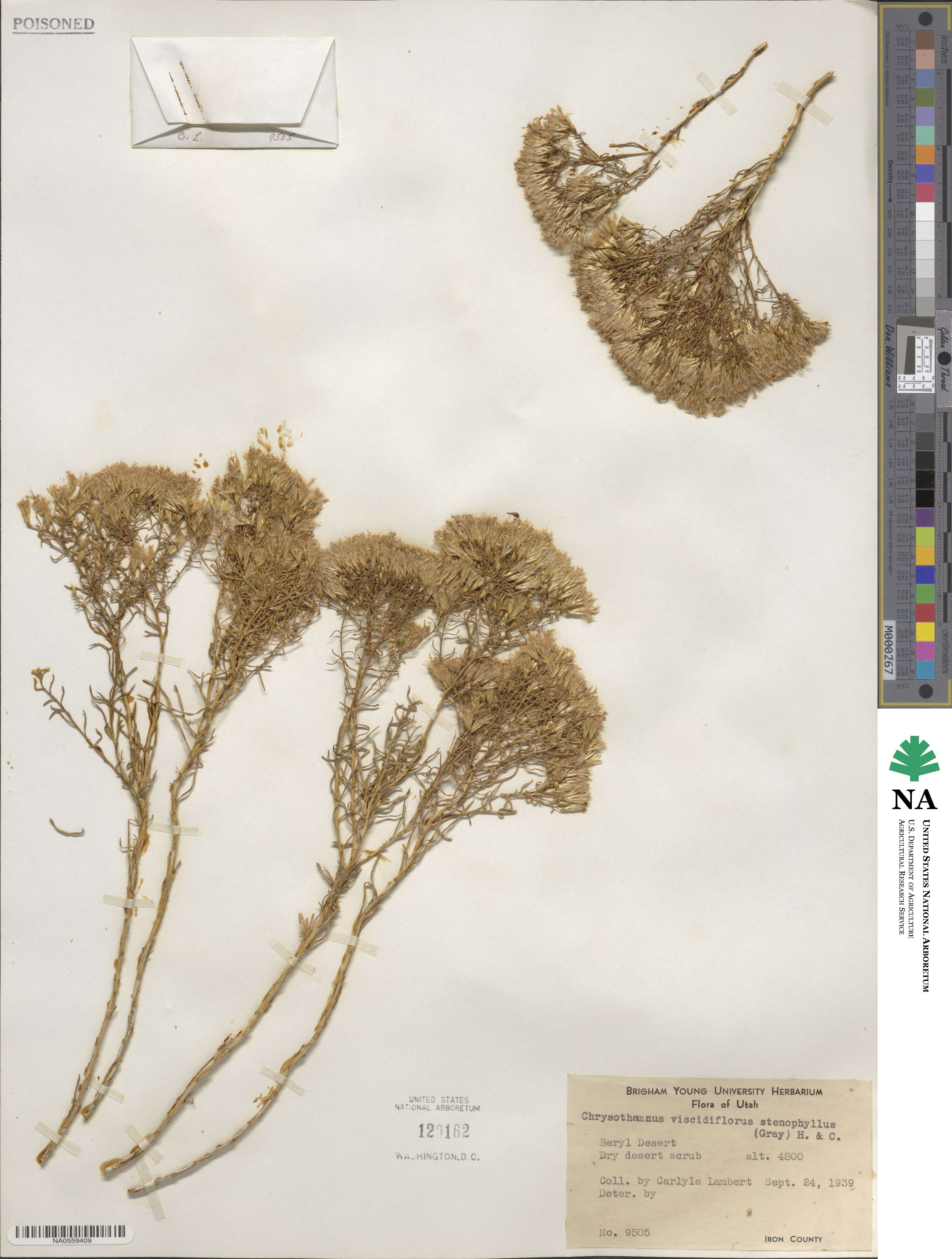 Chrysothamnus viscidiflorus subsp. viscidiflorus image
