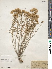 Chrysothamnus viscidiflorus subsp. viscidiflorus image