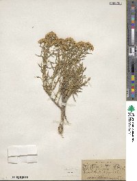 Chrysothamnus viscidiflorus image