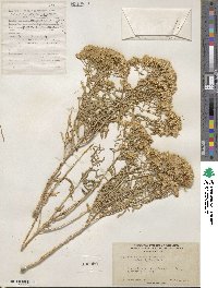 Chrysothamnus viscidiflorus image