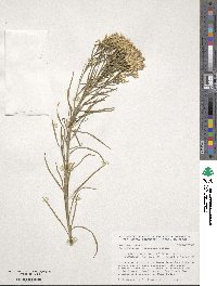 Ericameria nauseosa image