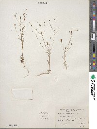 Lessingia fastigiata image