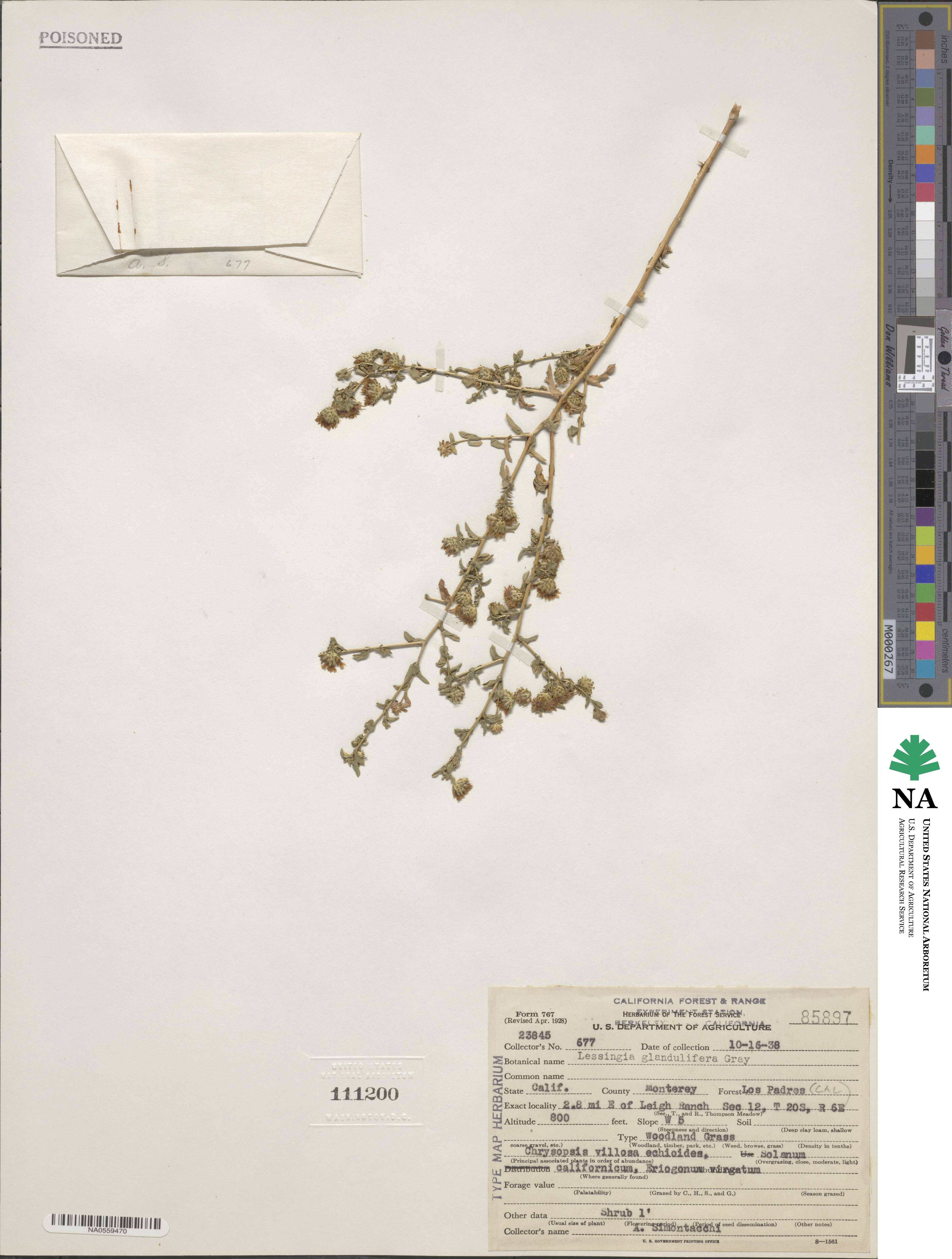 Lessingia glandulifera image