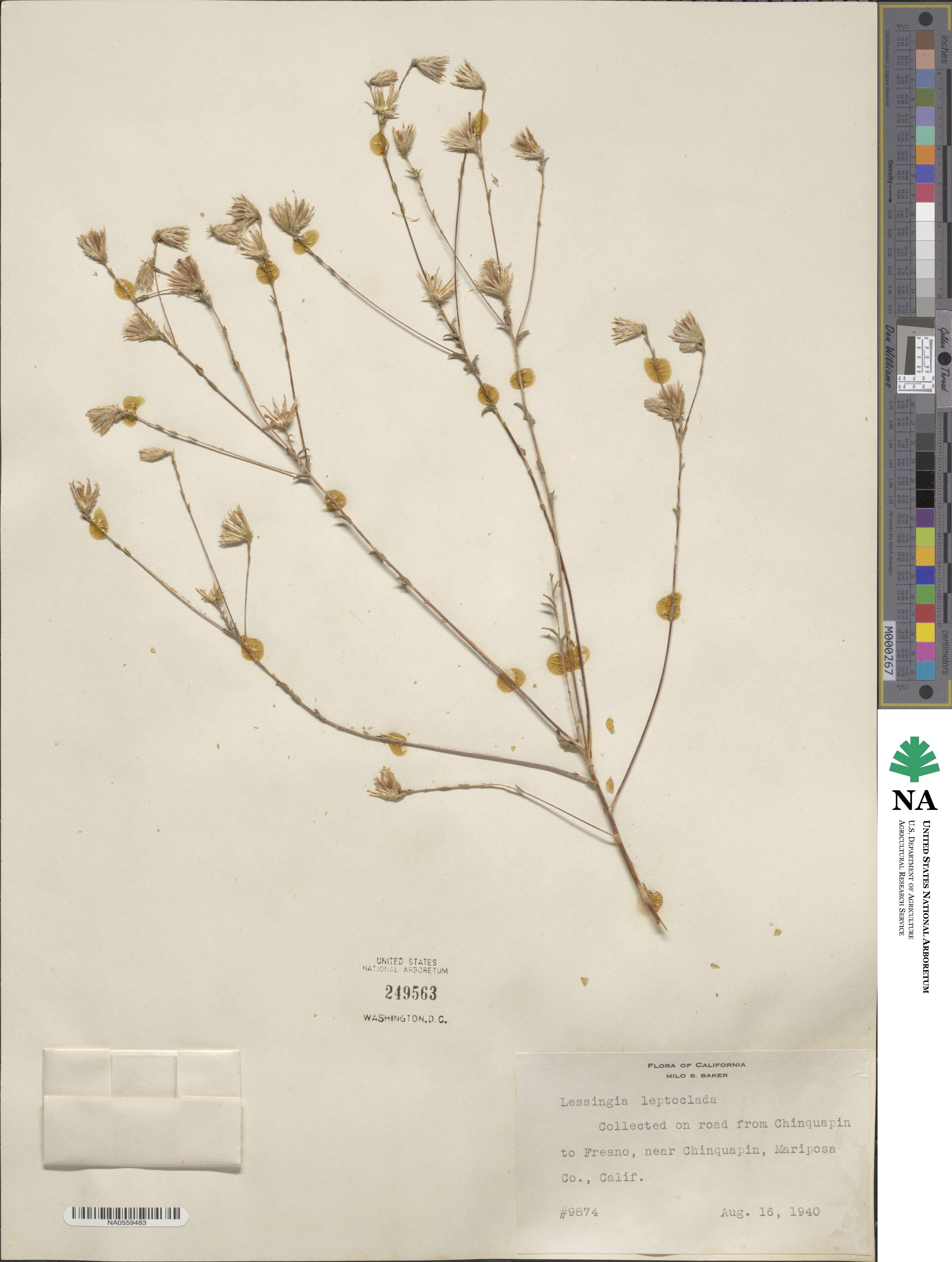 Lessingia leptoclada image