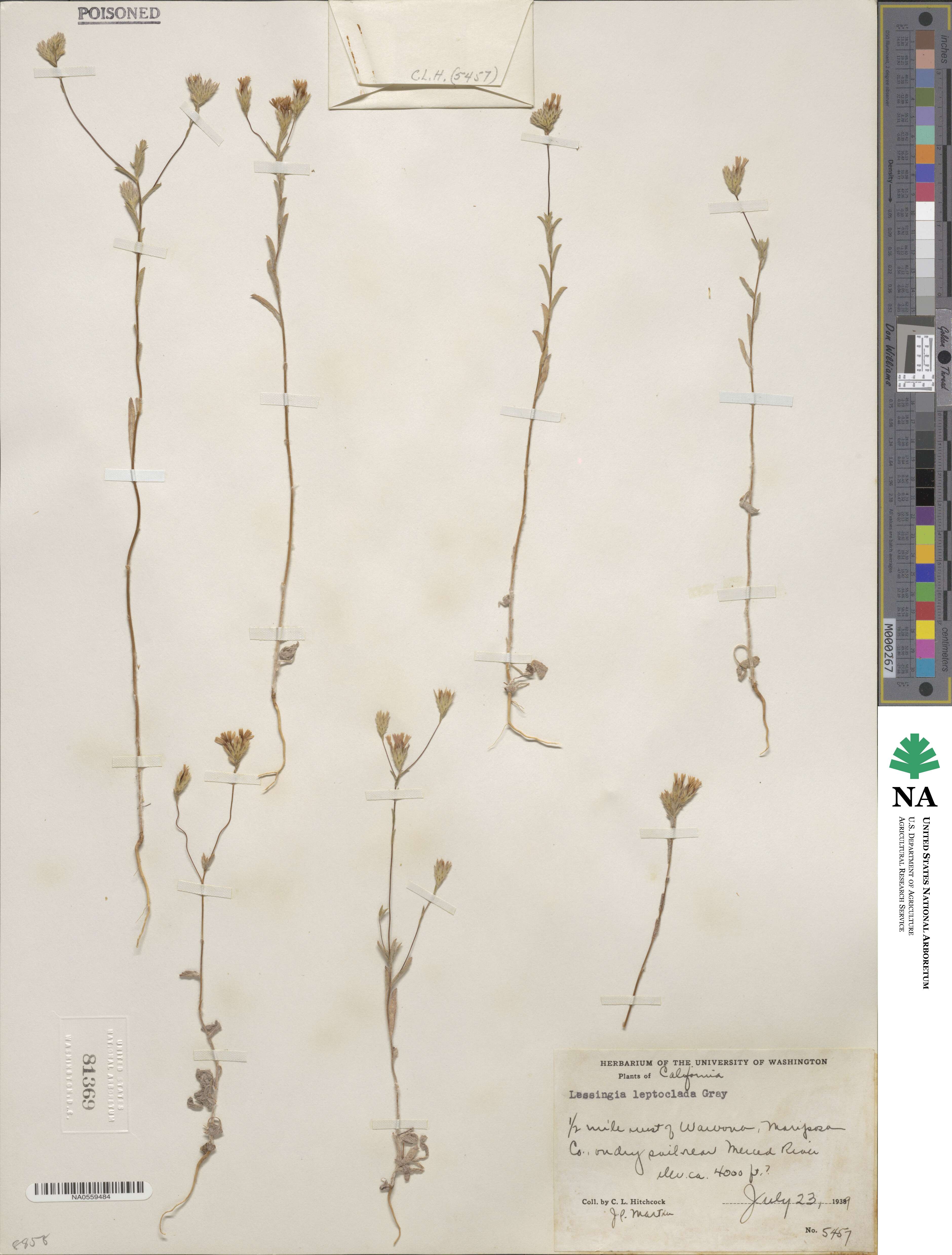 Lessingia leptoclada image