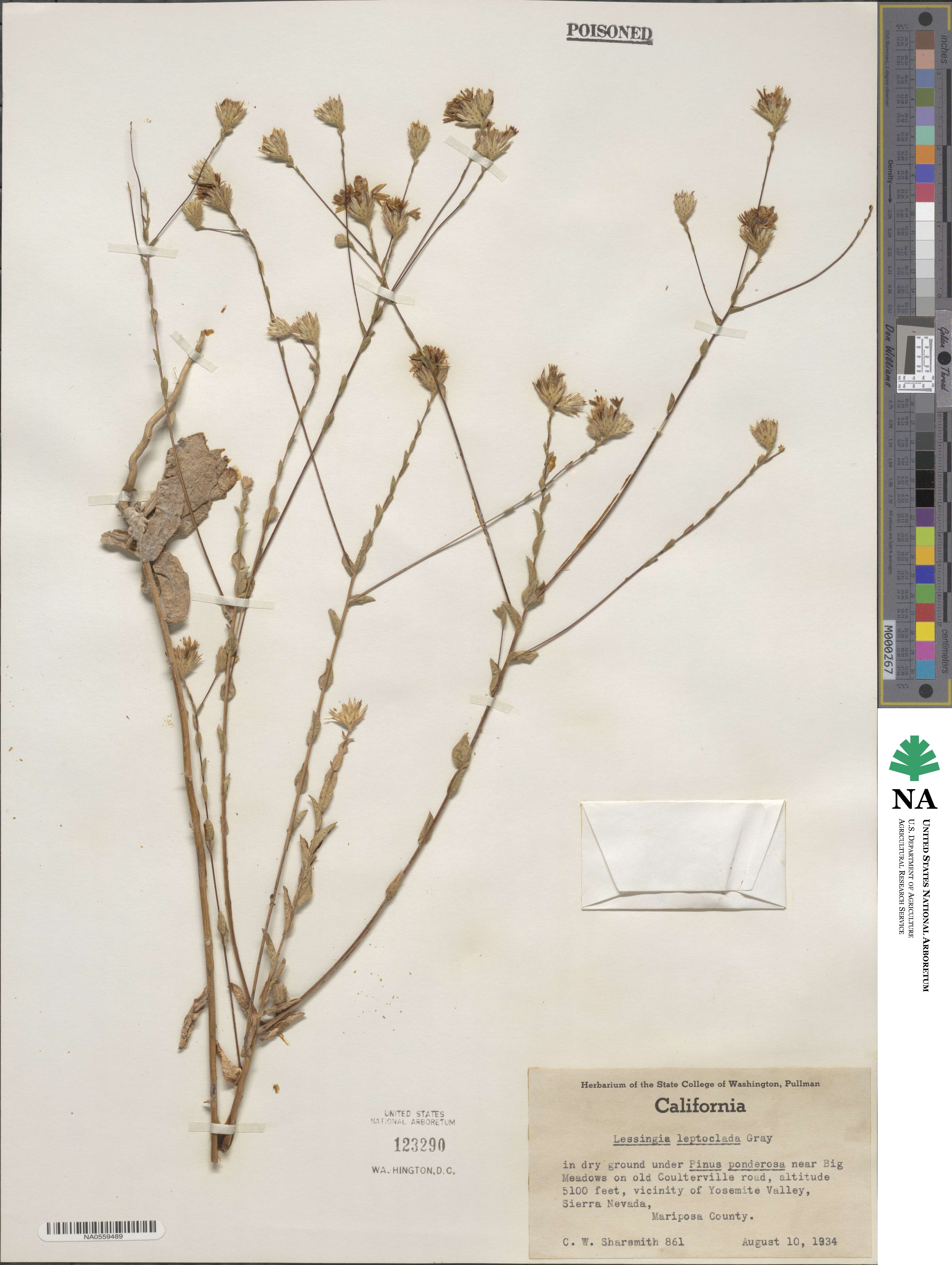 Lessingia leptoclada image