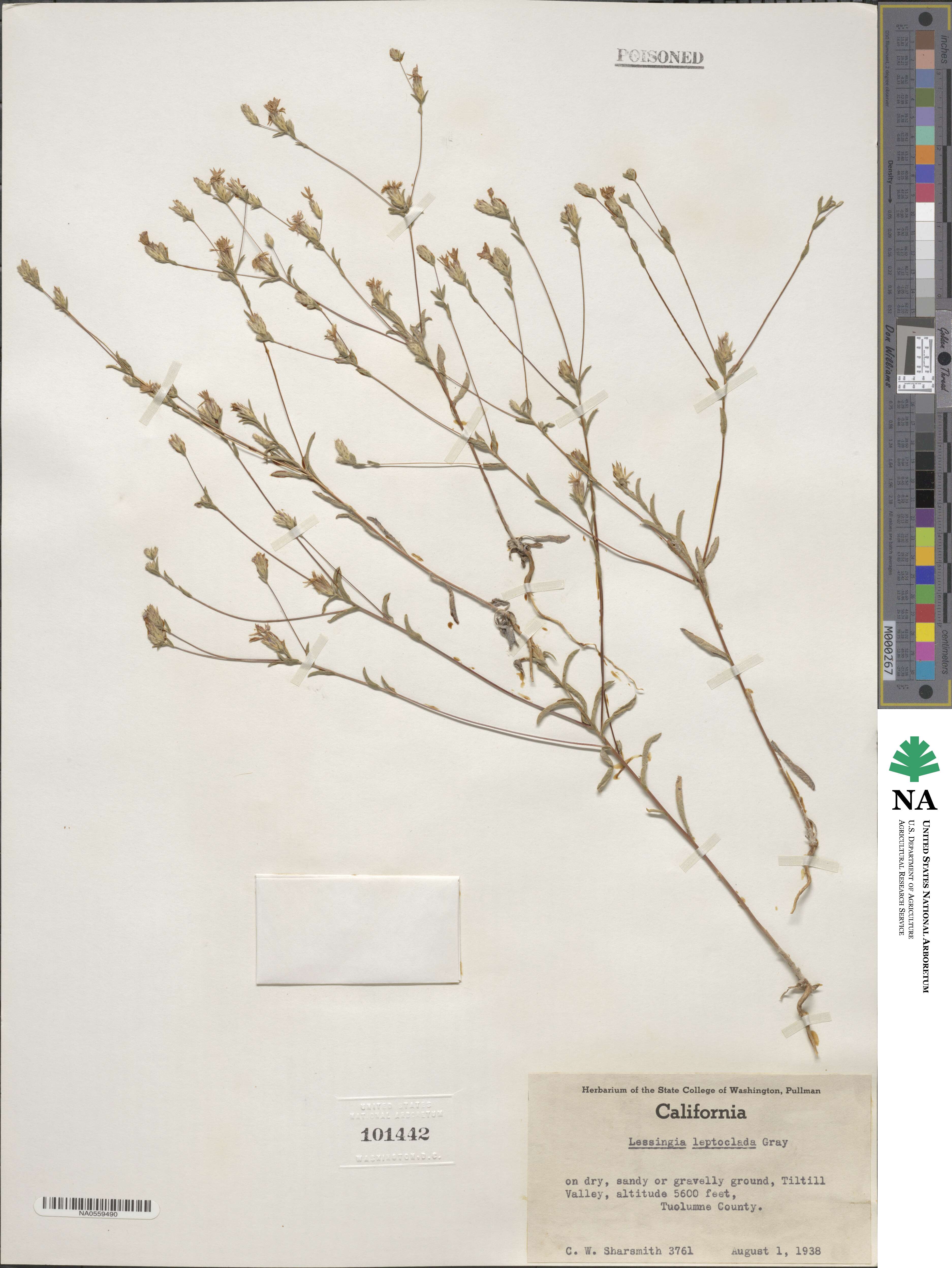 Lessingia leptoclada image