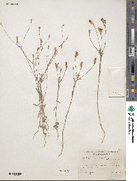 Lessingia leptoclada image