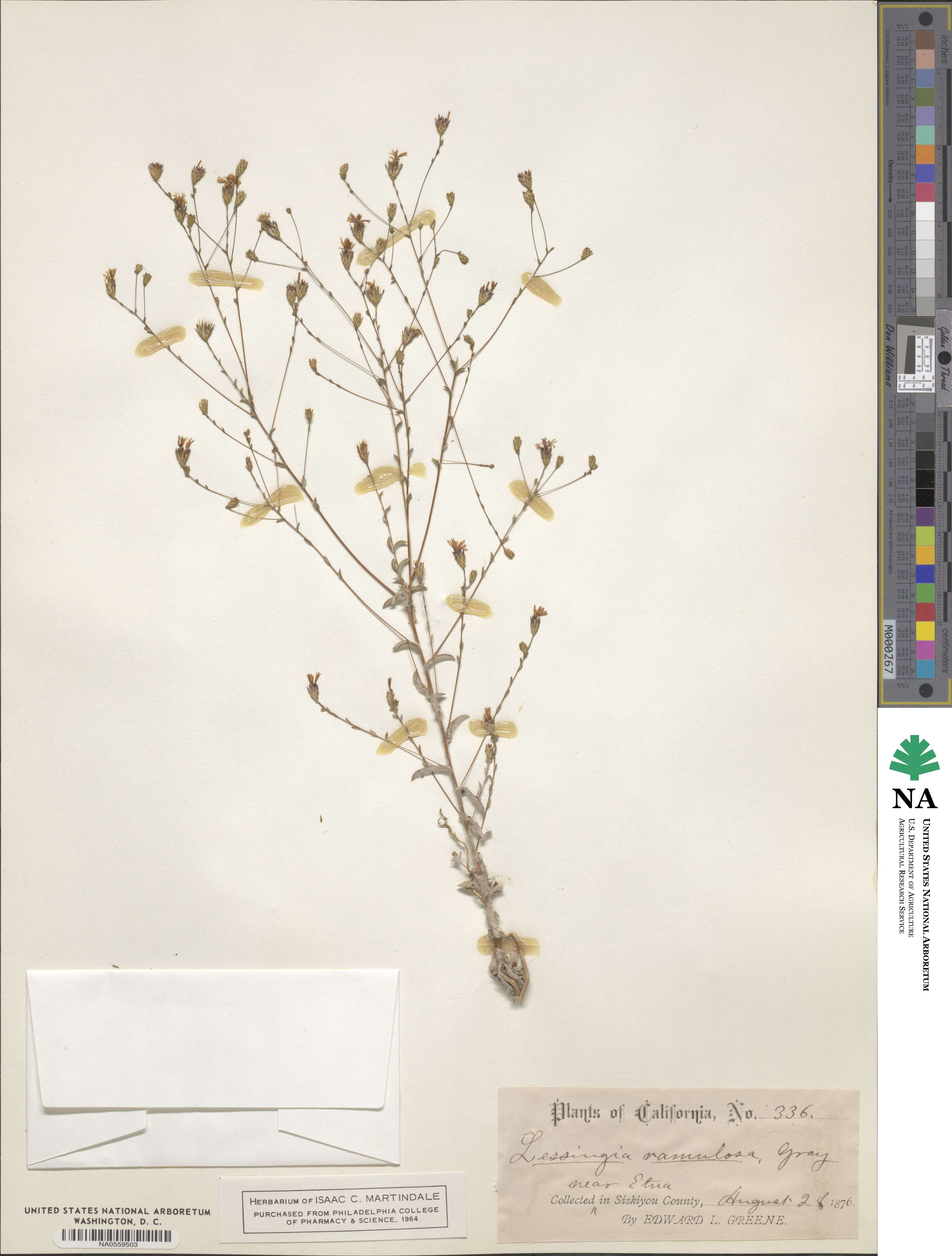 Lessingia ramulosa image