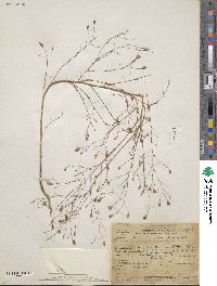 Lessingia ramulosa image