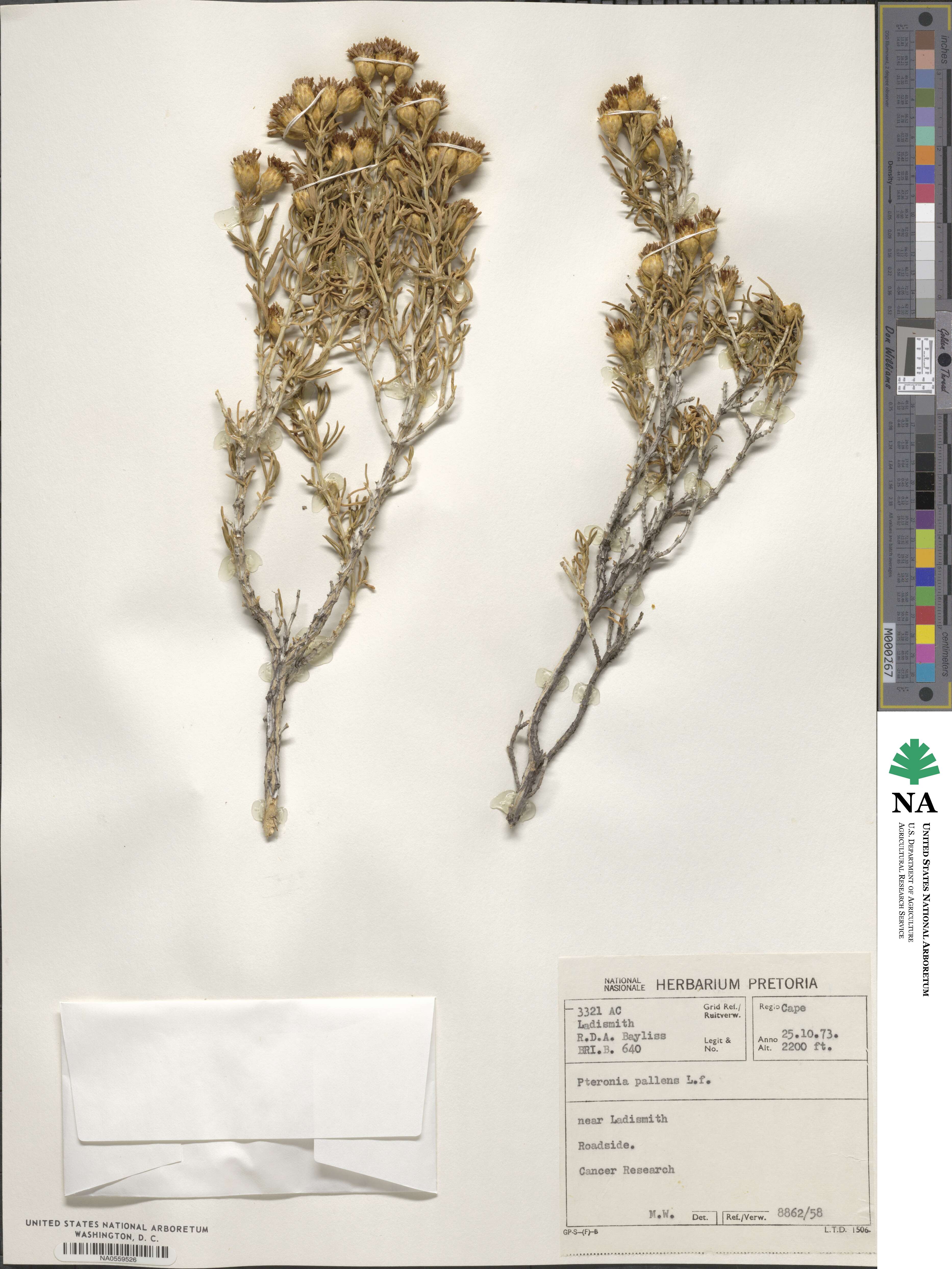 Pteronia pallens image