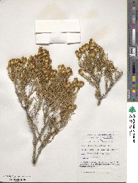 Pteronia pallens image