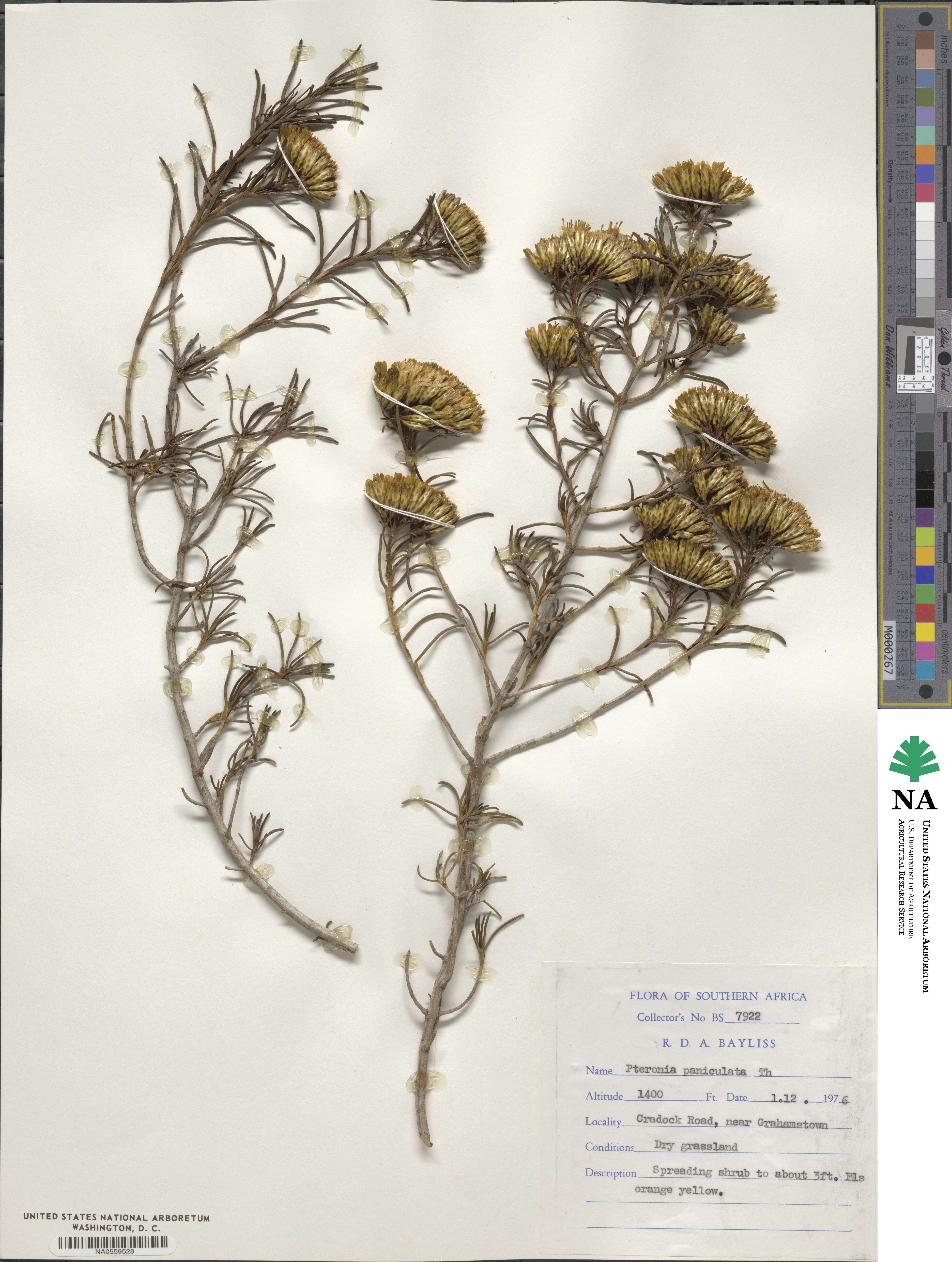 Pteronia paniculata image