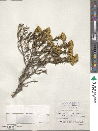 Pteronia paniculata image