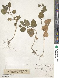 Dichrocephala integrifolia image