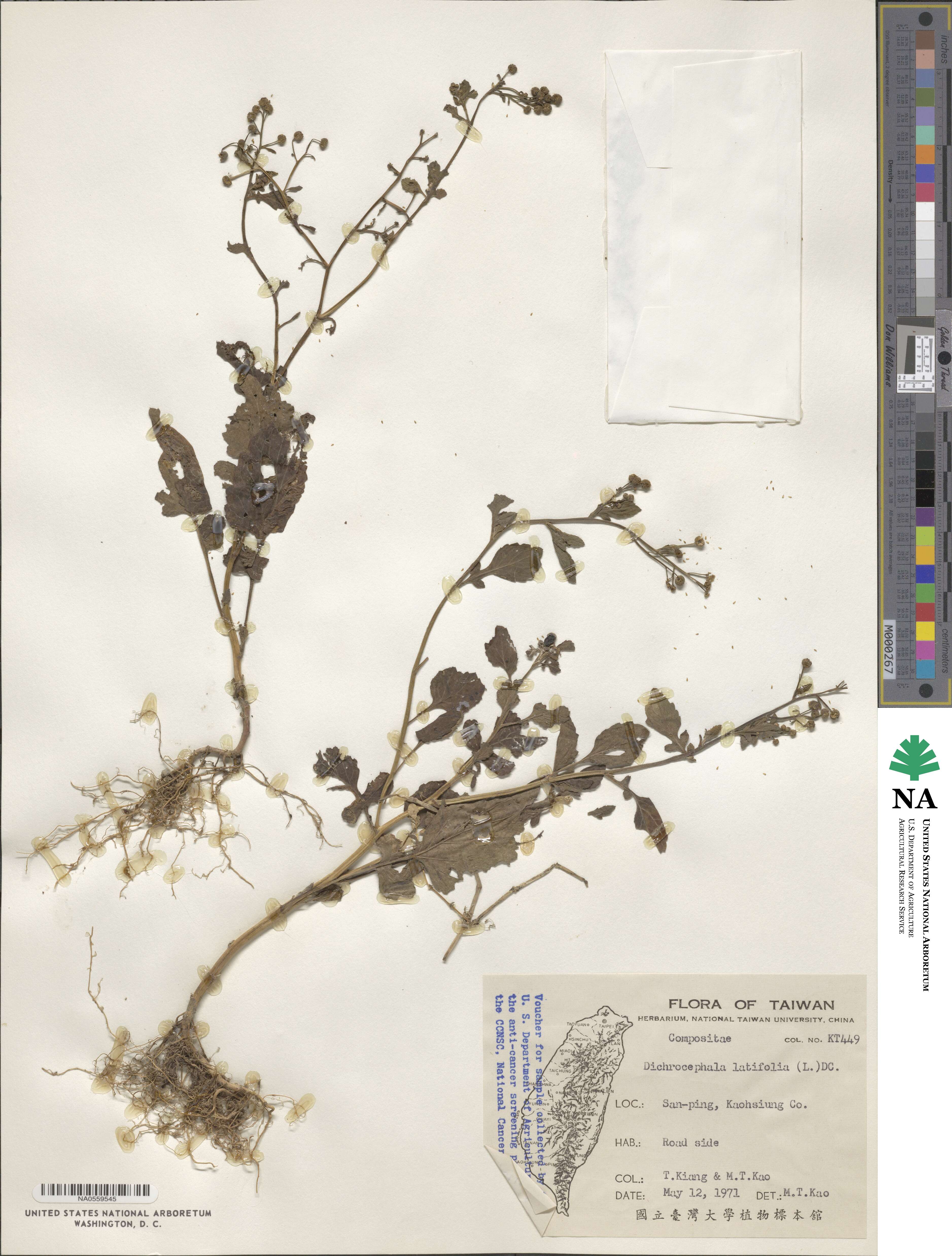 Dichrocephala integrifolia image
