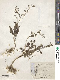 Dichrocephala integrifolia subsp. integrifolia image