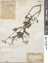 Dichrocephala integrifolia subsp. integrifolia image