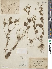 Dichrocephala integrifolia subsp. integrifolia image