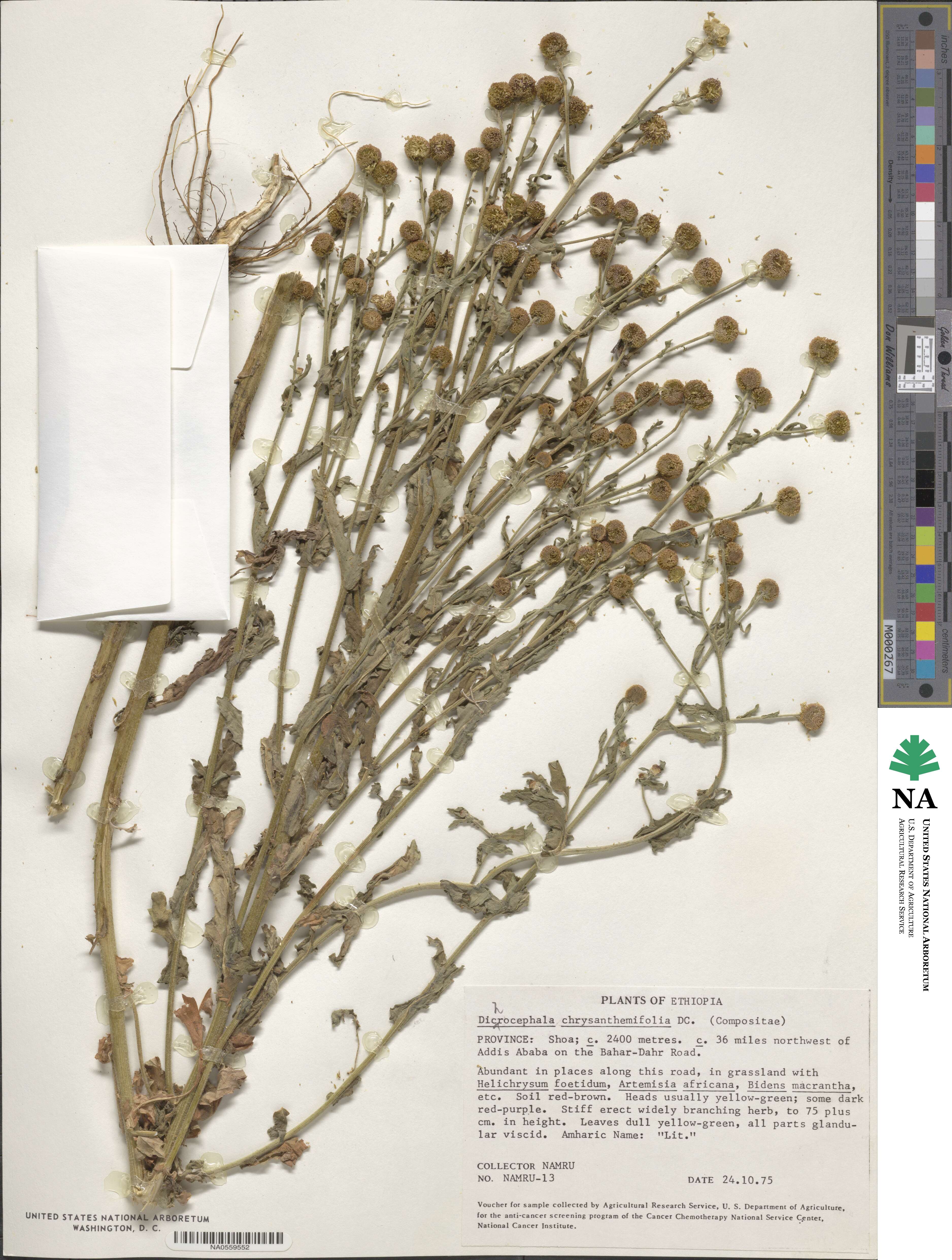 Dichrocephala chrysanthemifolia image