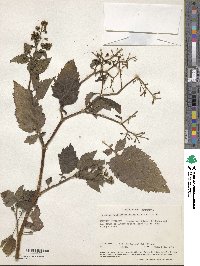 Dichrocephala integrifolia image