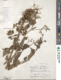 Dichrocephala integrifolia image