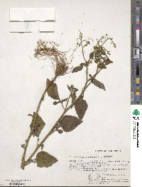 Dichrocephala integrifolia image