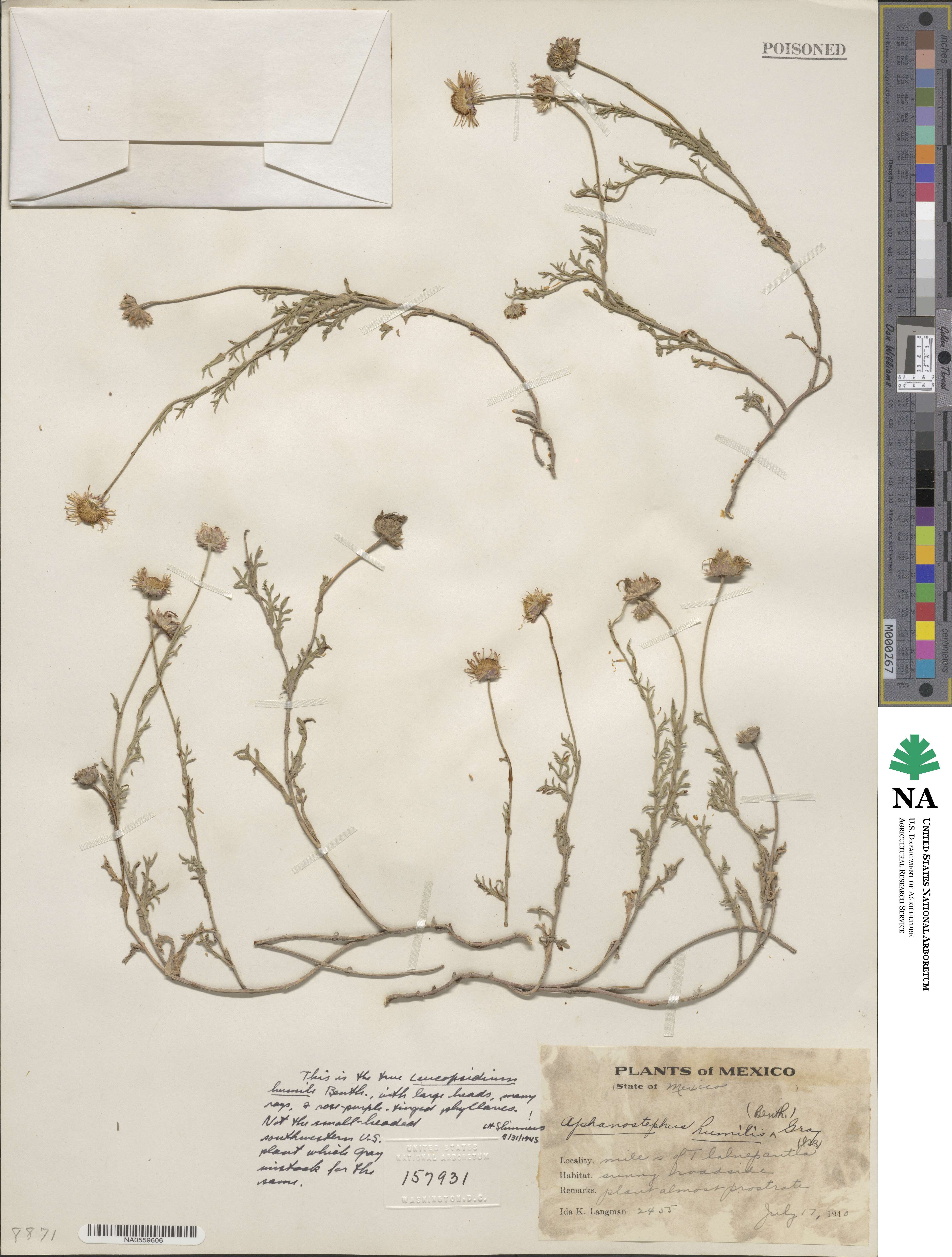 Aphanostephus ramosissimus var. humilis image