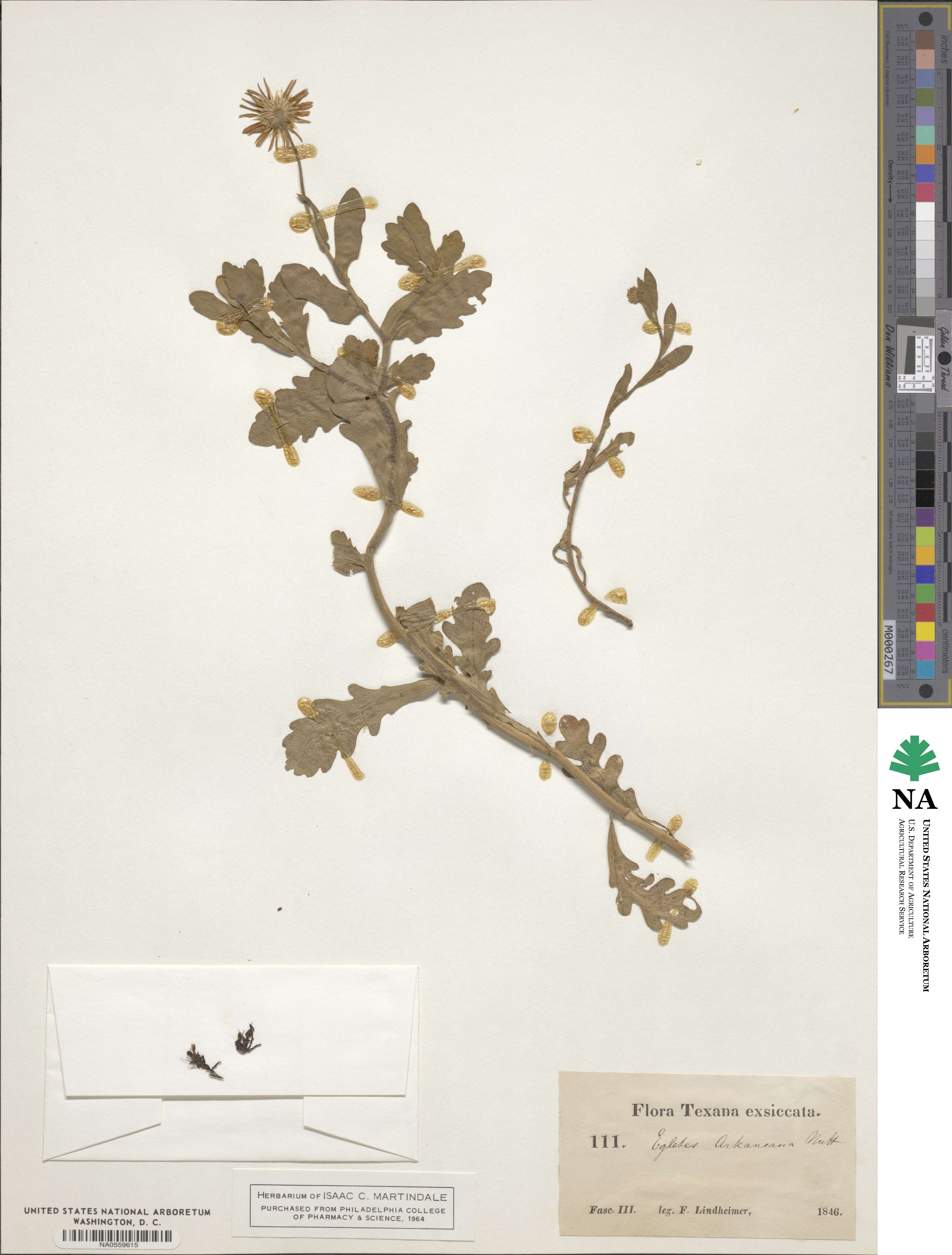 Aphanostephus skirrobasis image