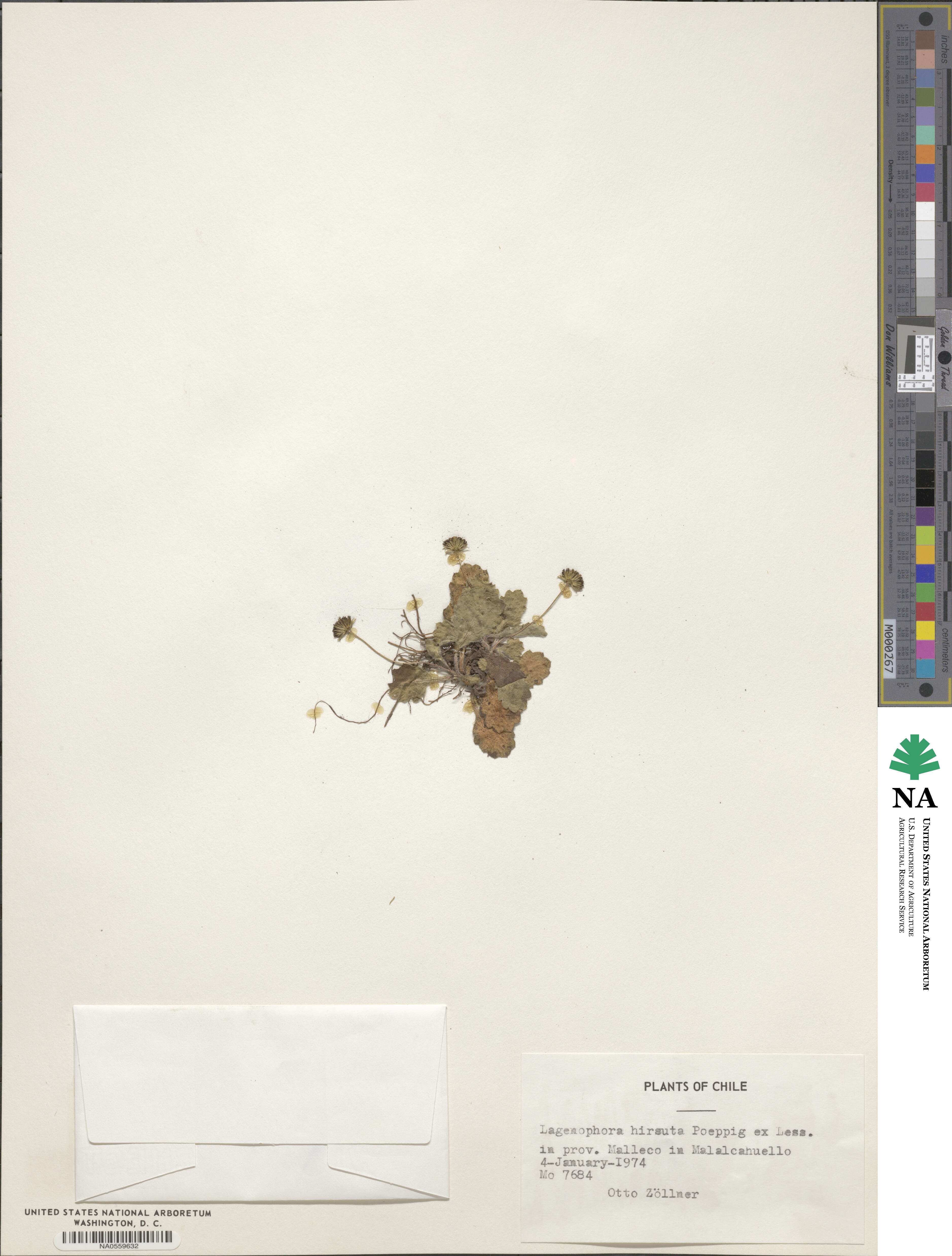 Lagenophora hirsuta image