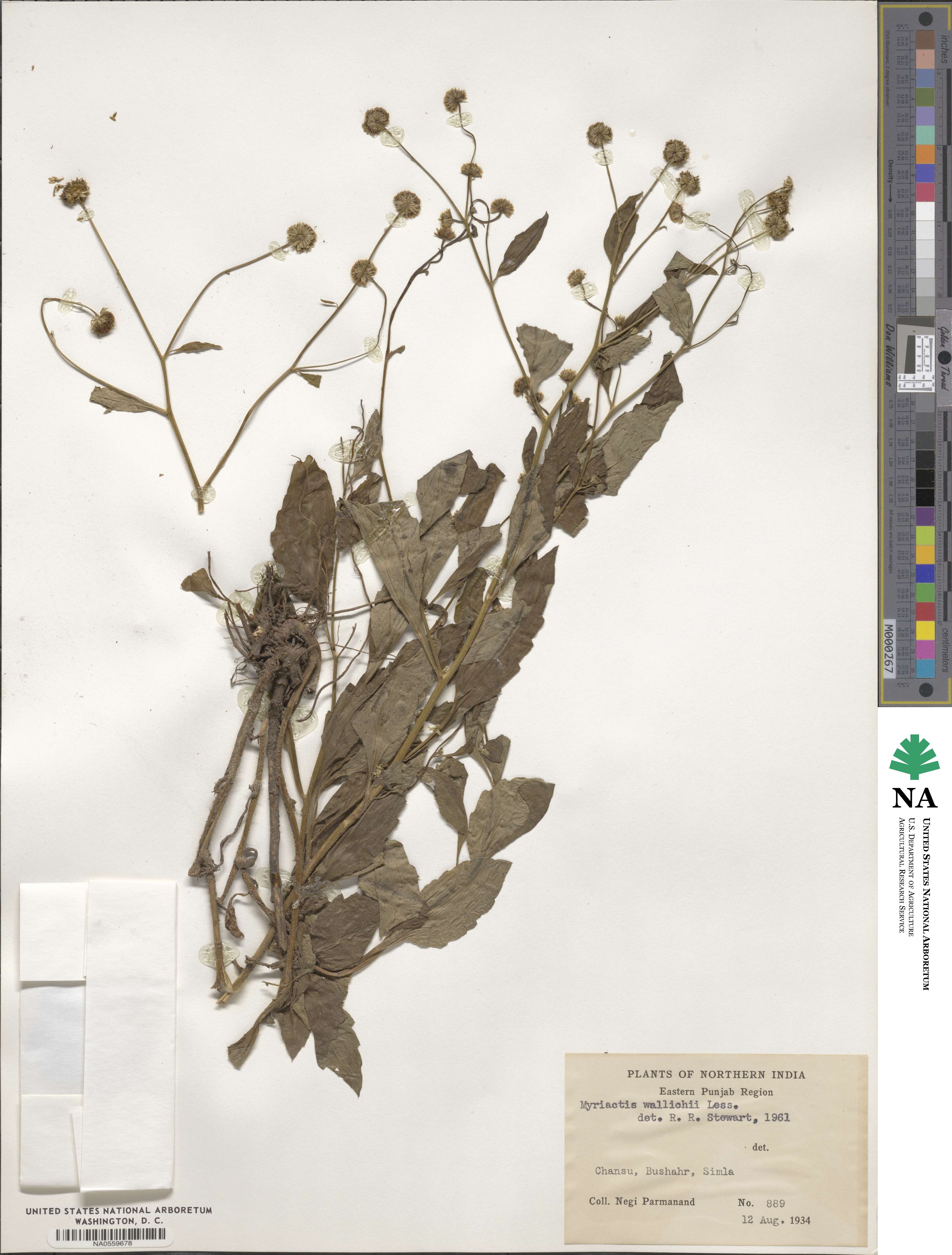 Myriactis wallichii image