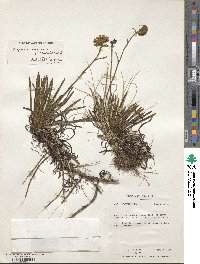 Image of Keysseria radicans