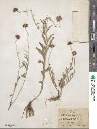 Erigeron wislizenii subsp. purpurascens image