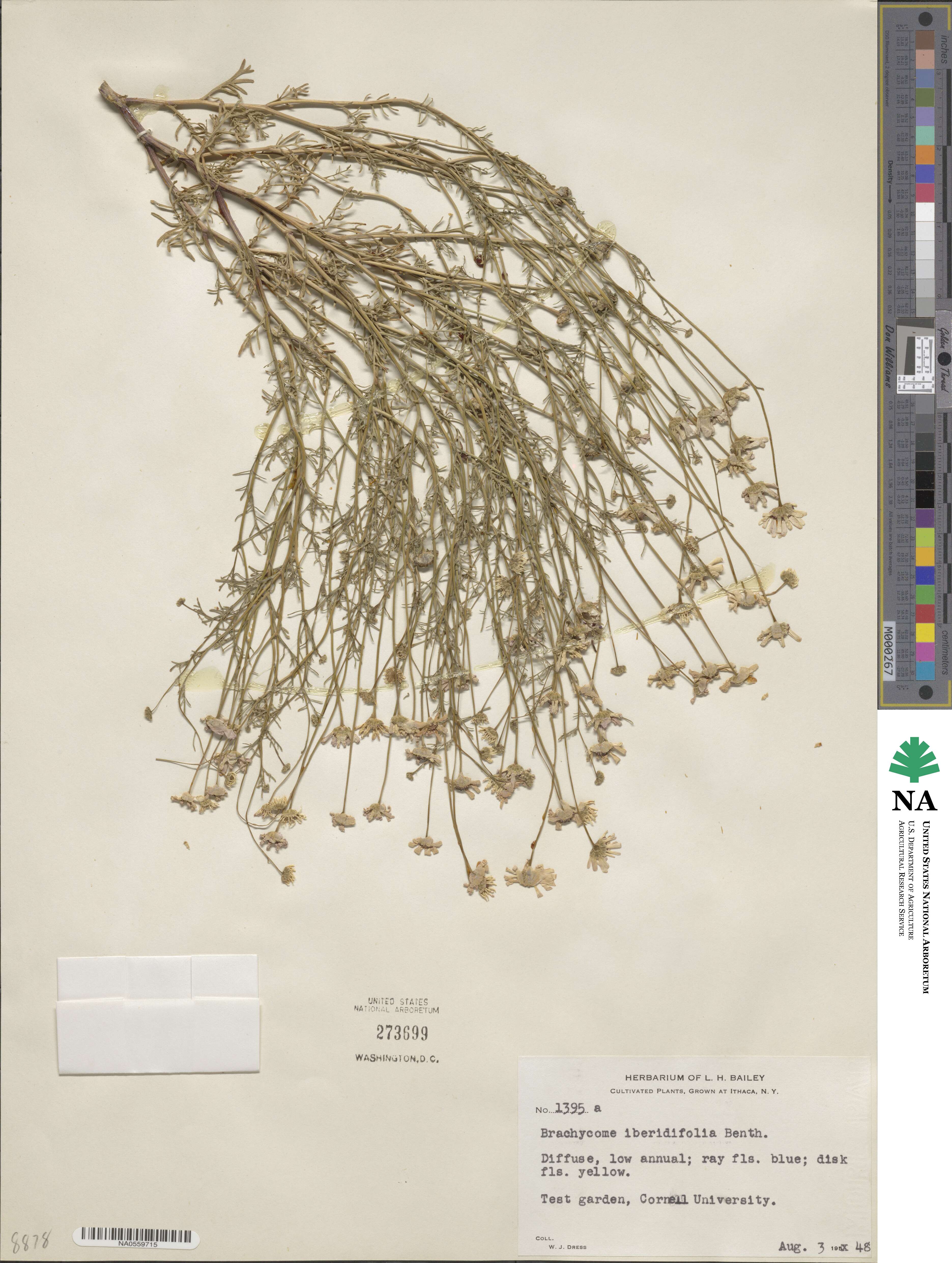 Brachycome iberidifolia image