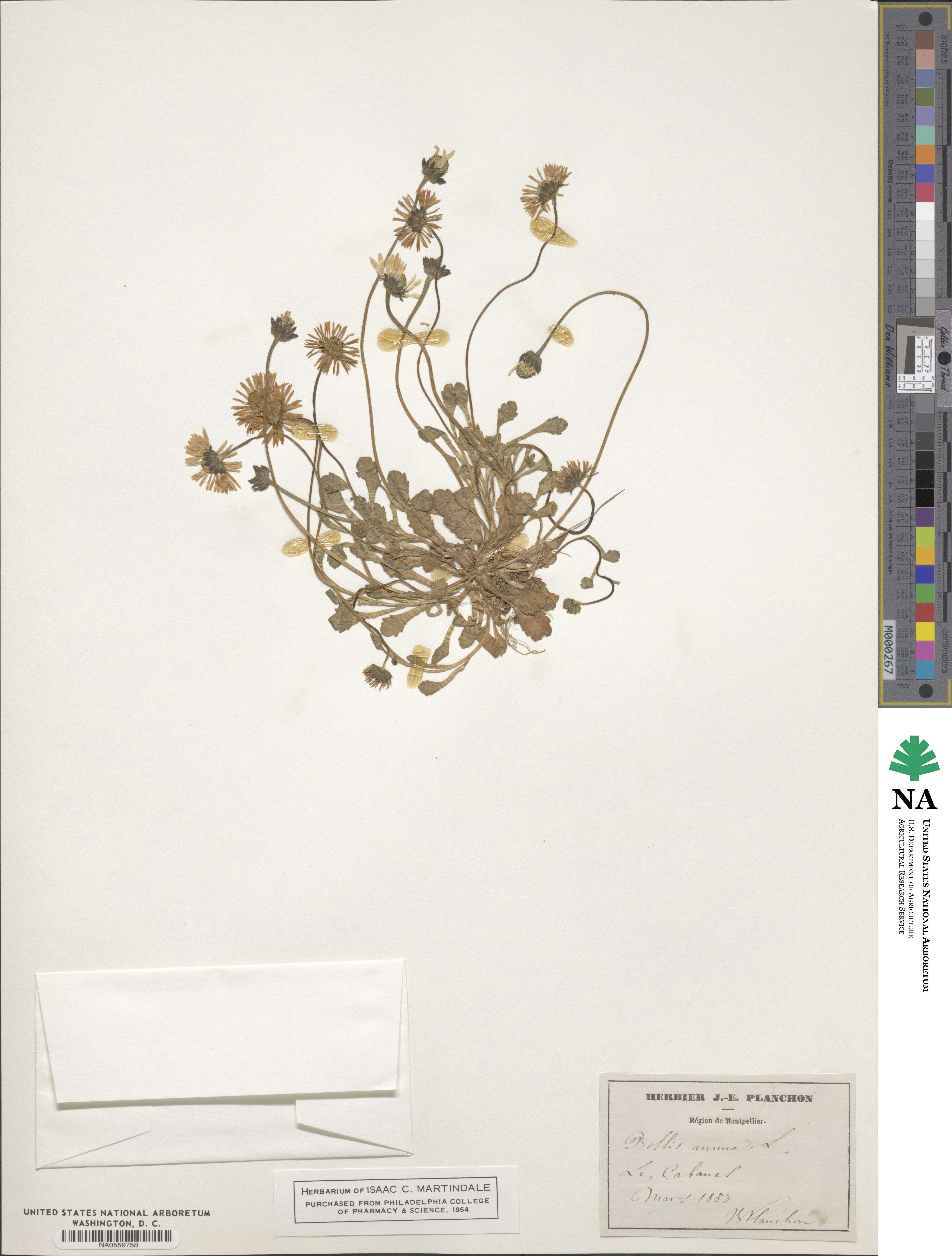 Bellis annua image