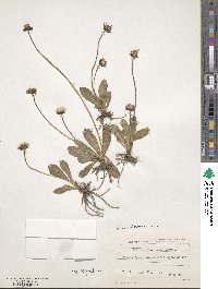 Bellis sylvestris image