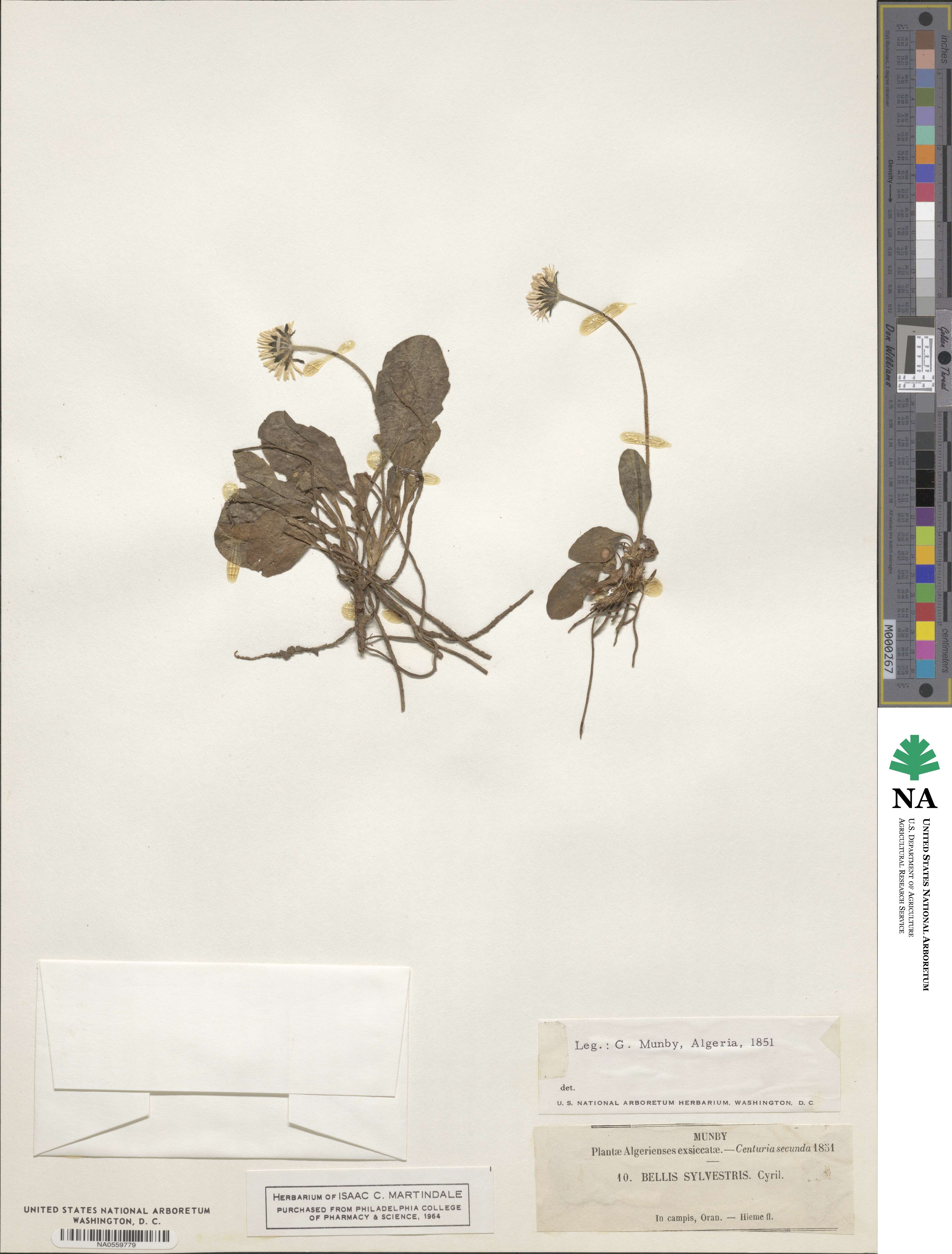 Bellis sylvestris image