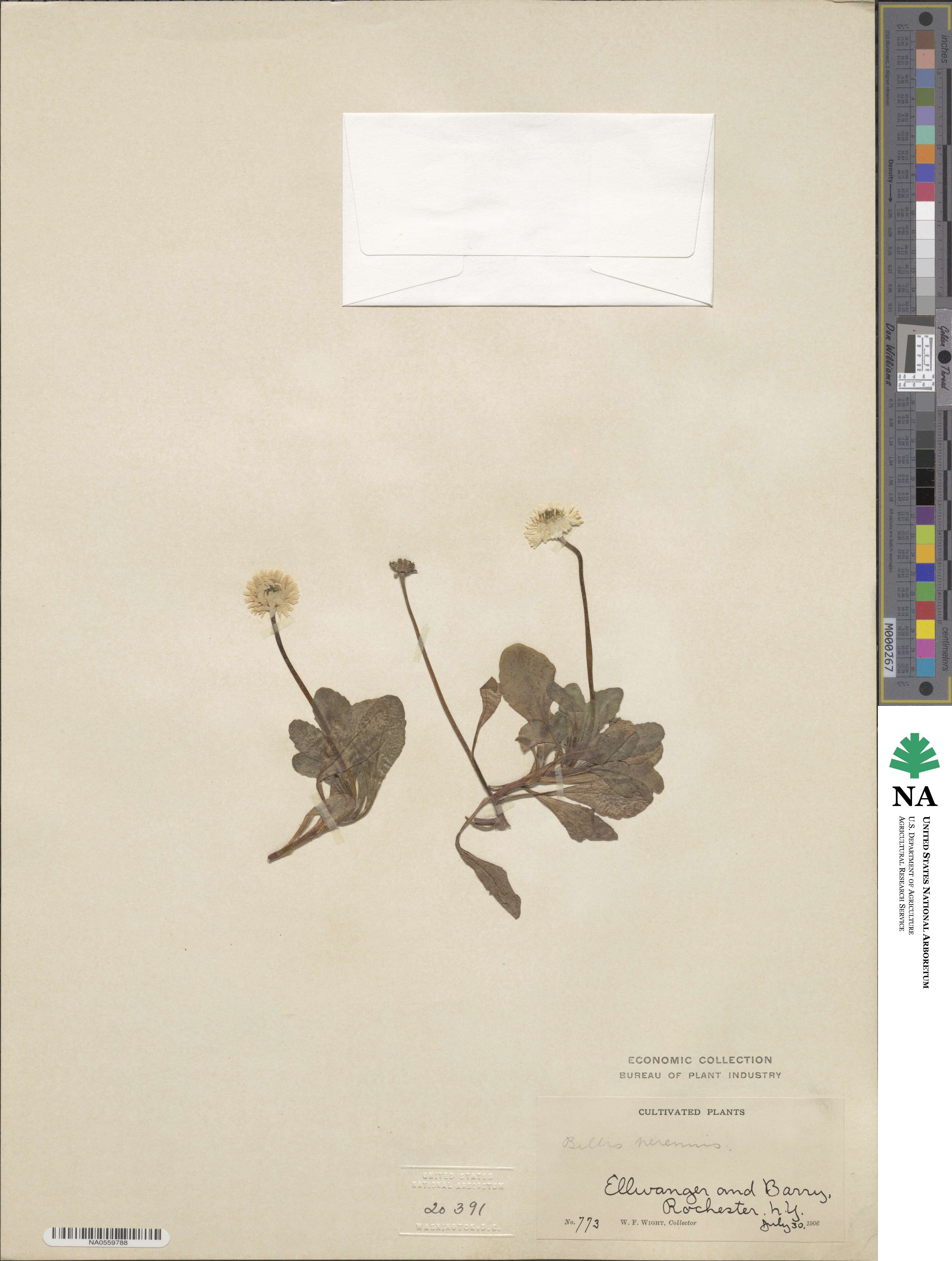 Bellis perennis image