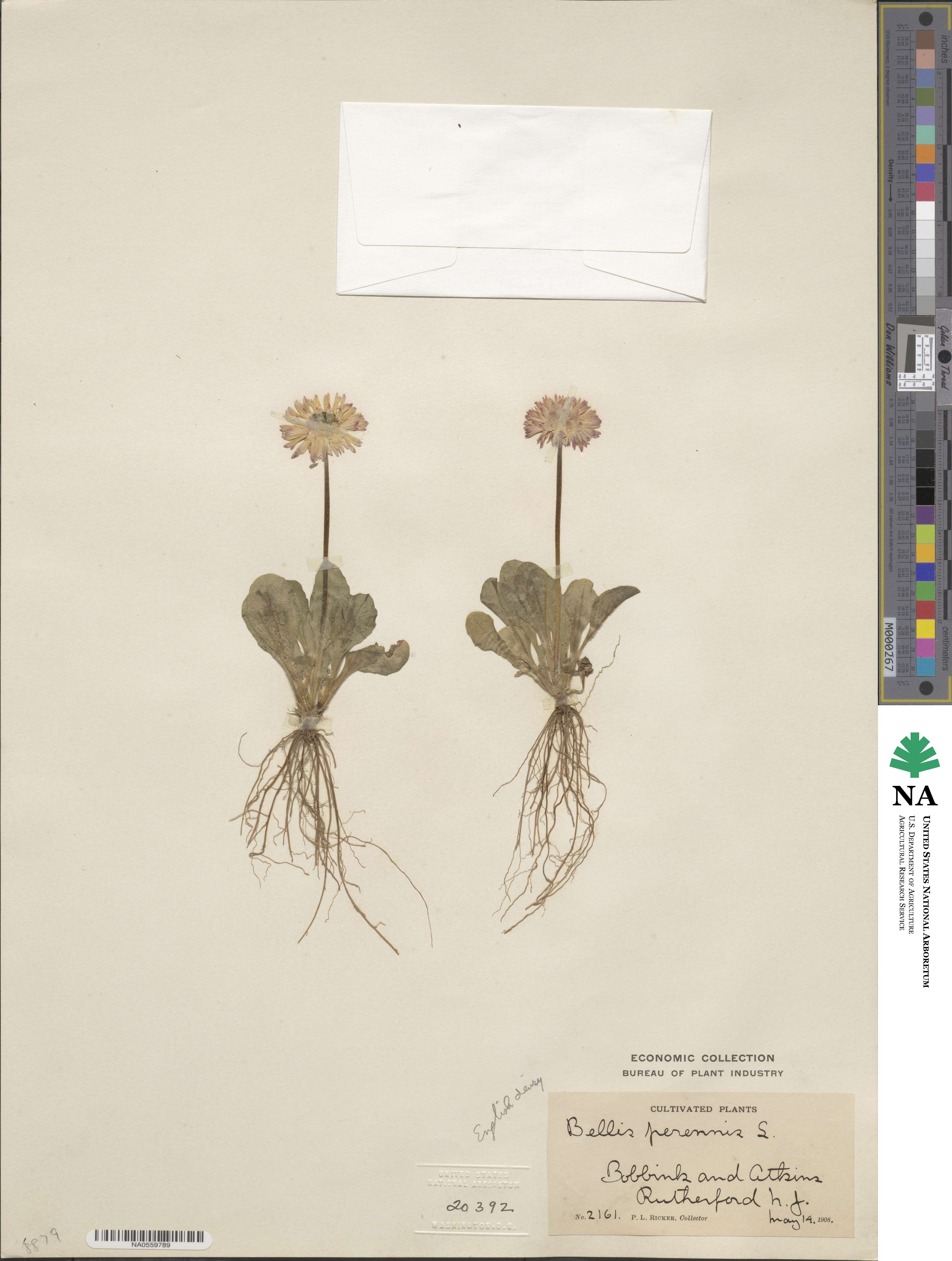 Bellis perennis image