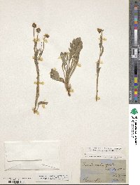 Image of Calotis scabiosifolia