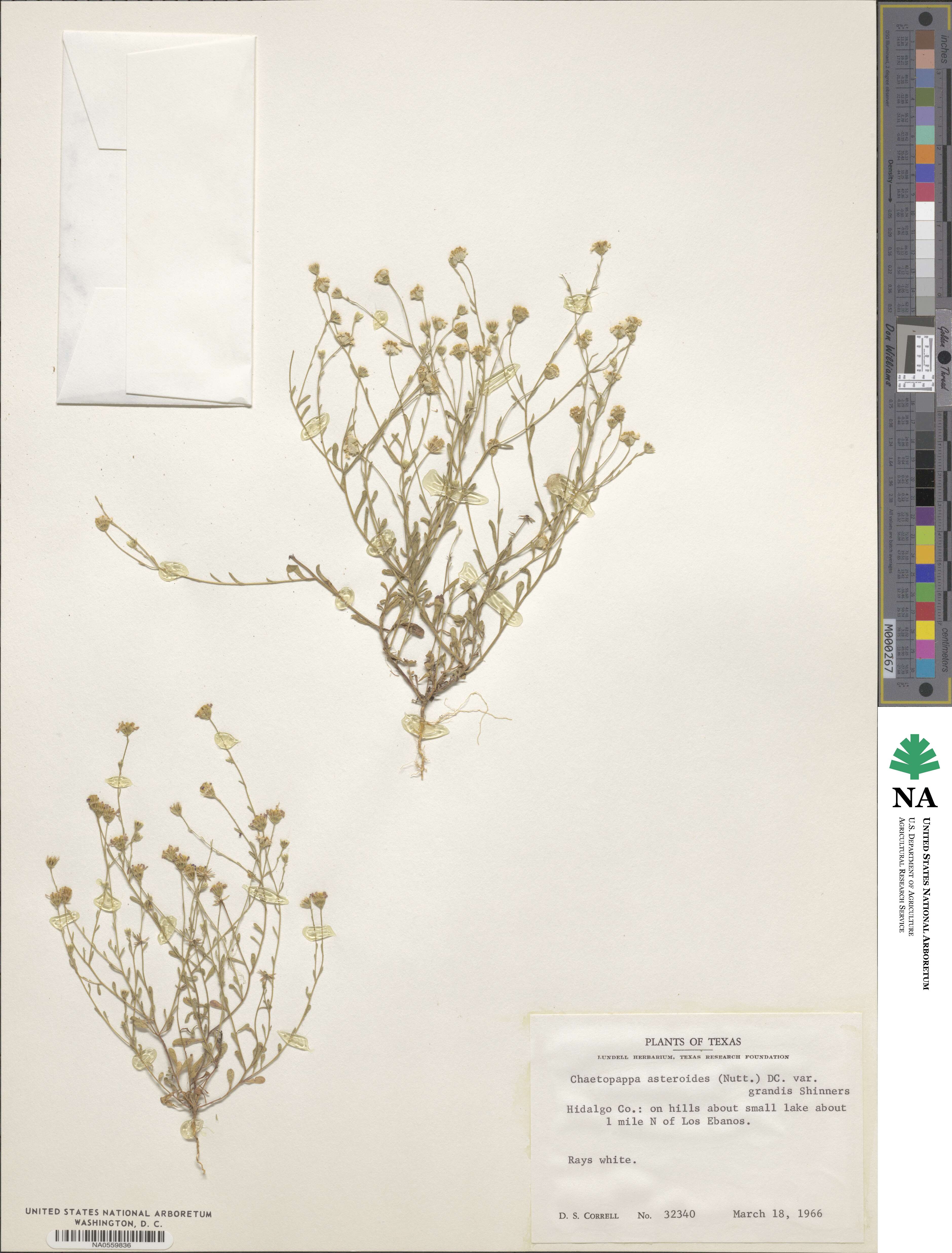 Chaetopappa modesta image