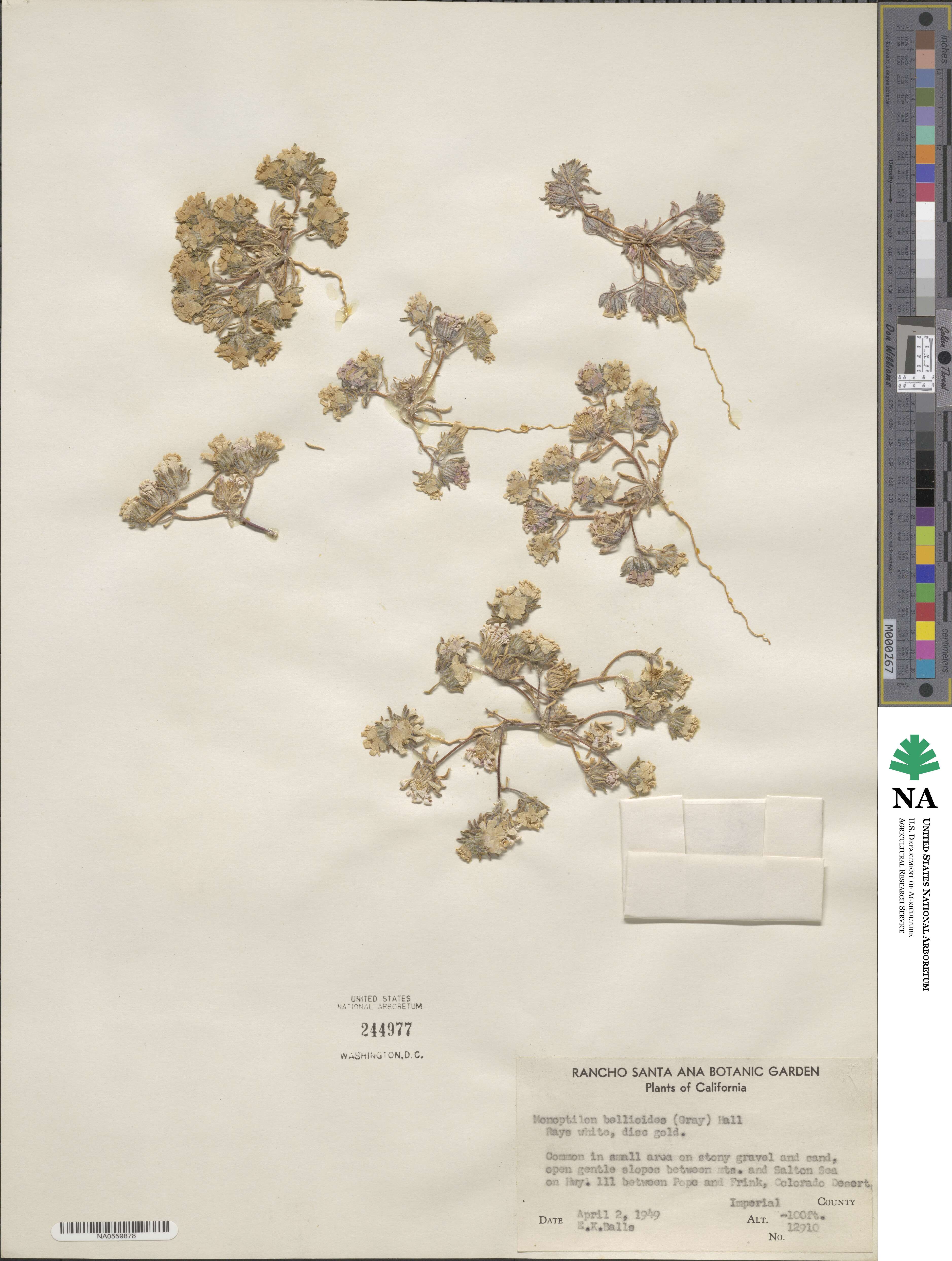 Monoptilon bellioides image