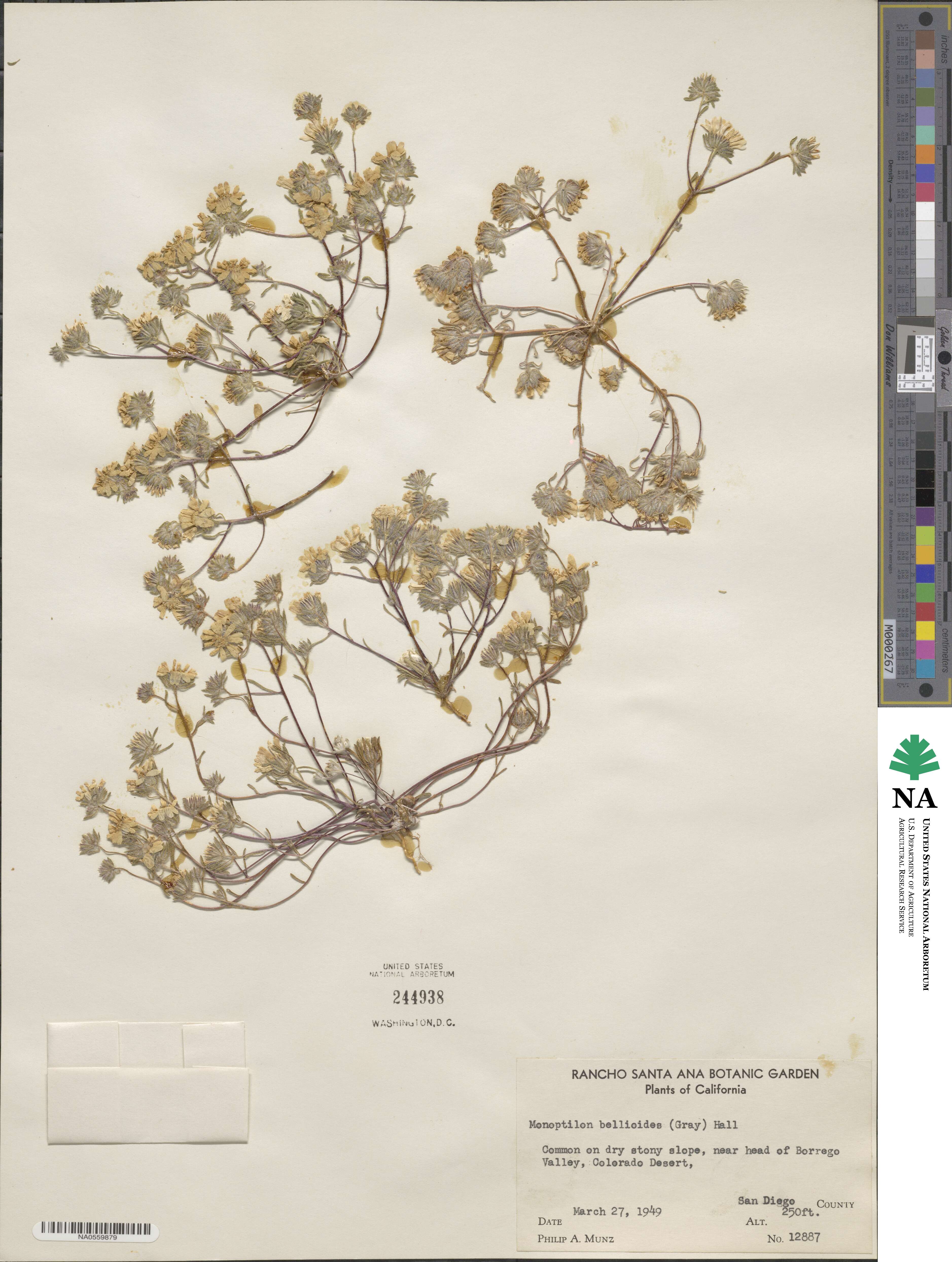 Monoptilon bellioides image