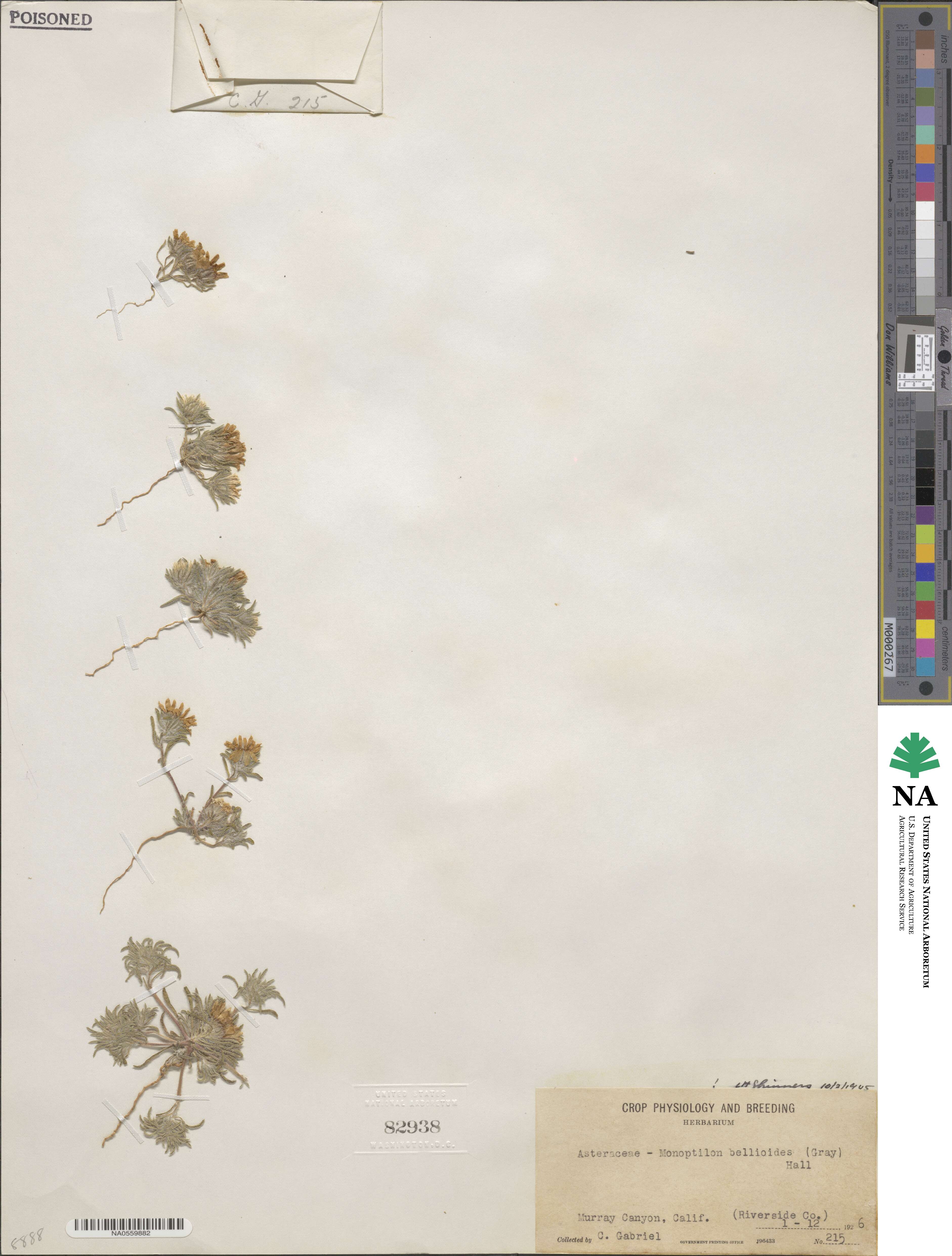 Monoptilon bellioides image