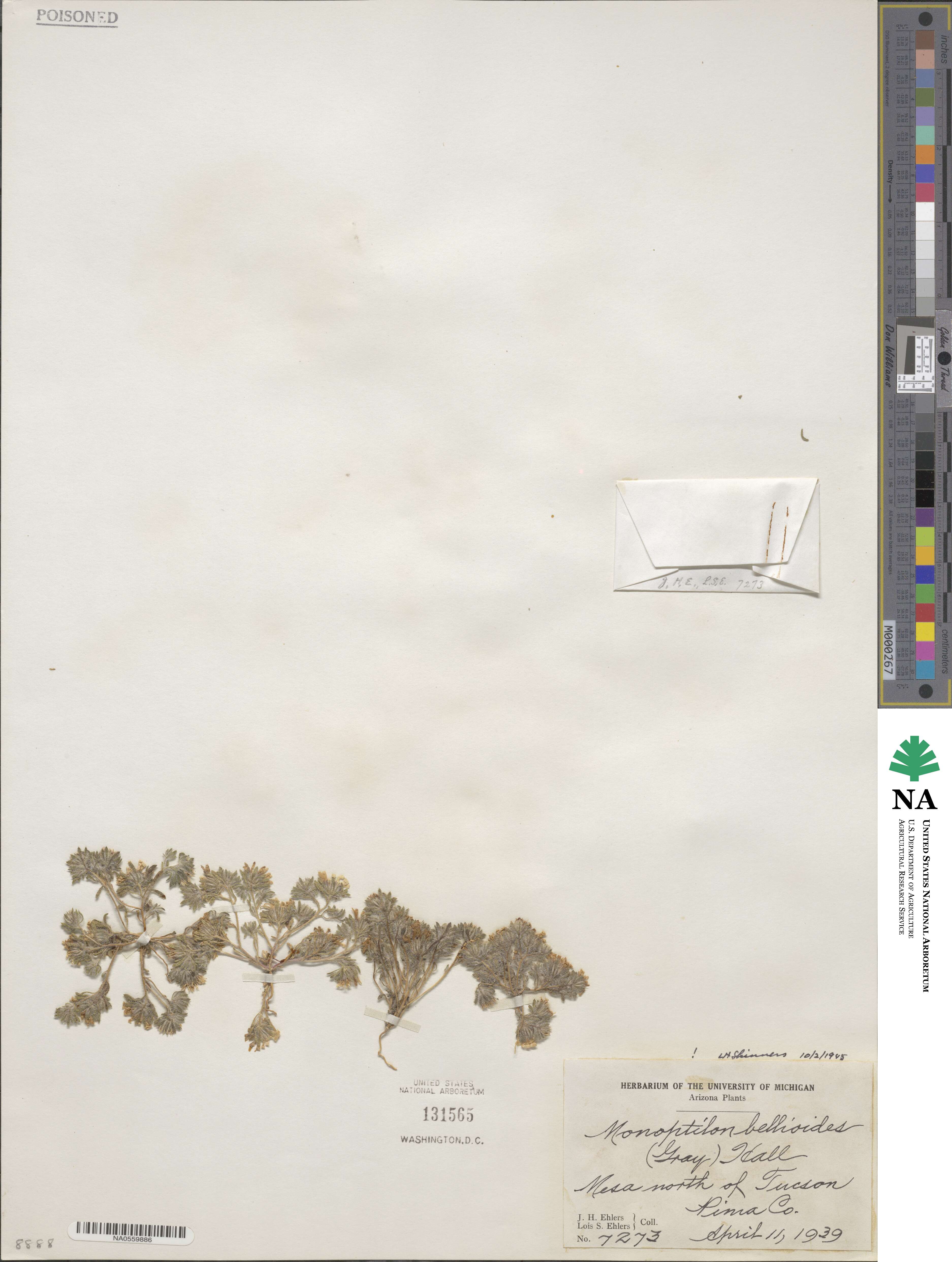 Monoptilon bellioides image