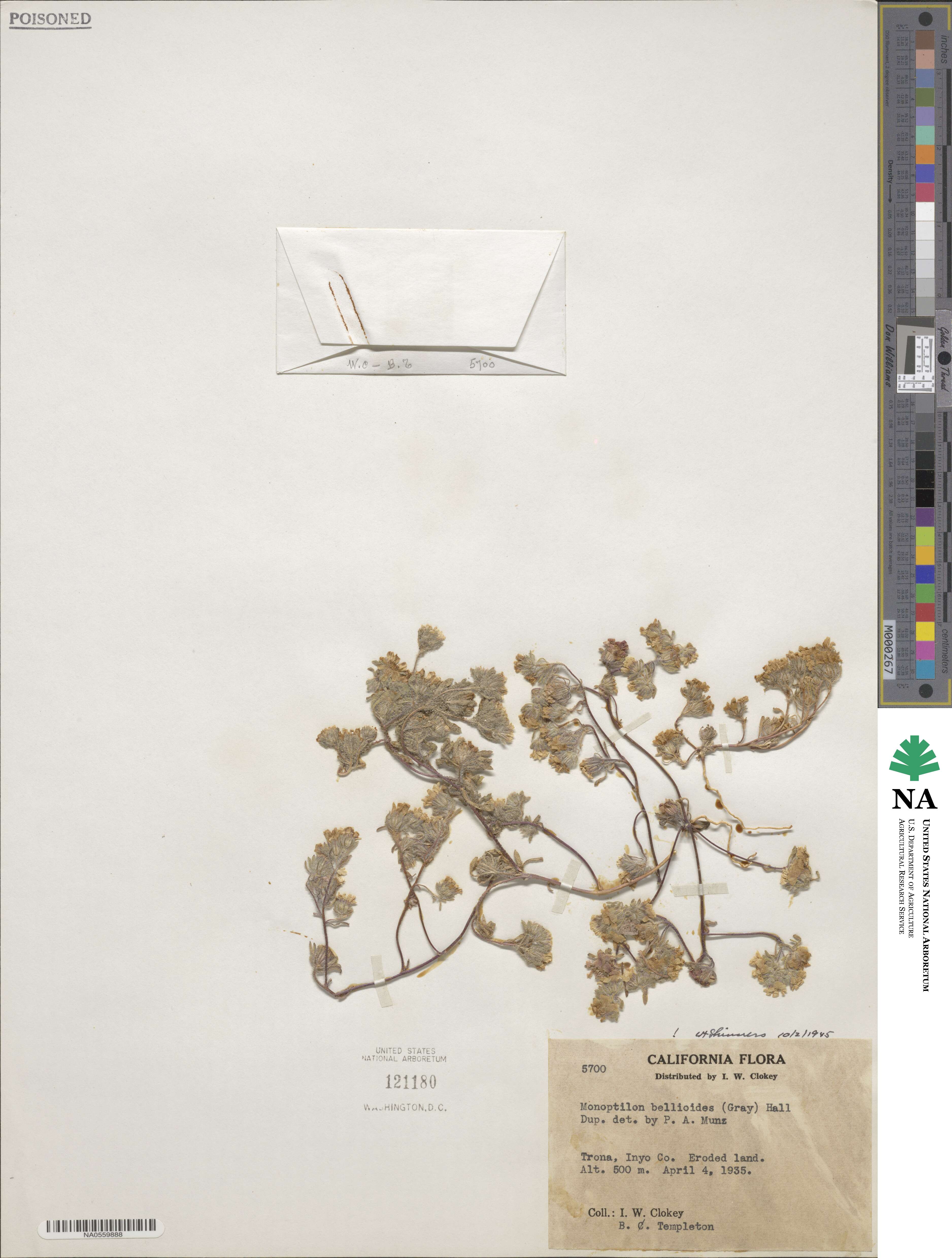 Monoptilon bellioides image