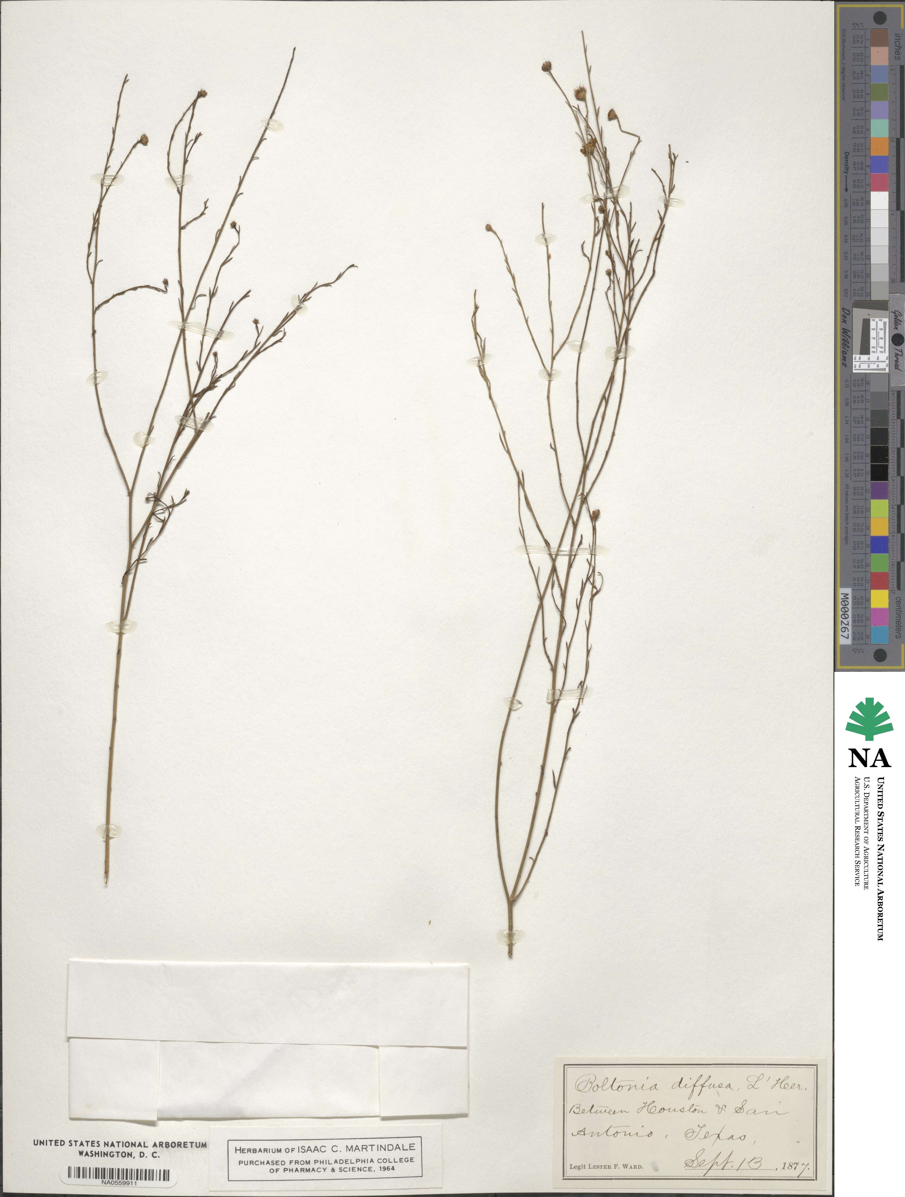 Boltonia diffusa image